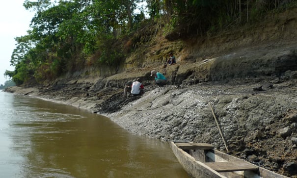 skull of Ancient Dolphin in Amazon