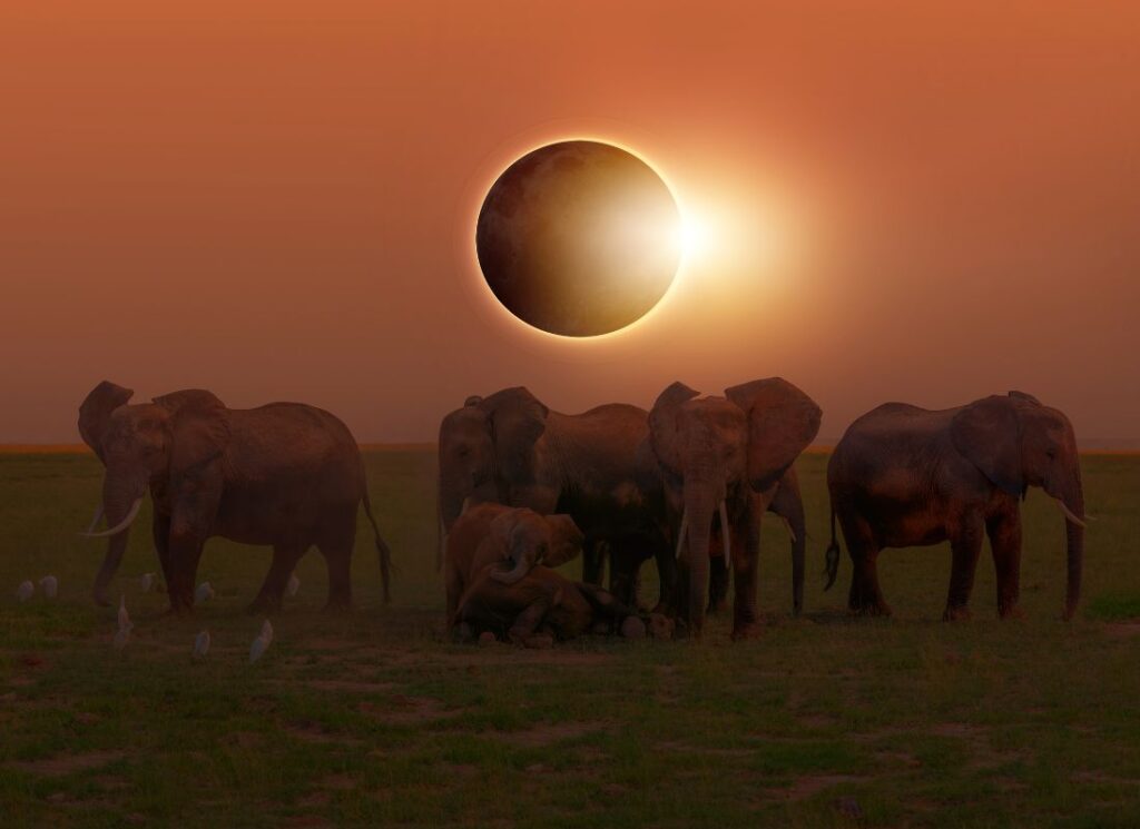 animals solar eclipse