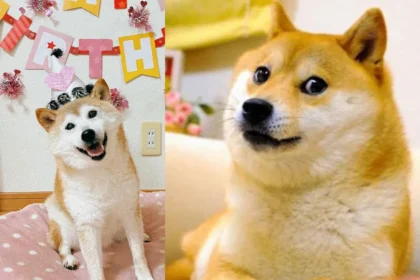 Kabosu, The Iconic Shiba Inu Dog Inspiring Dogecoin, Dies