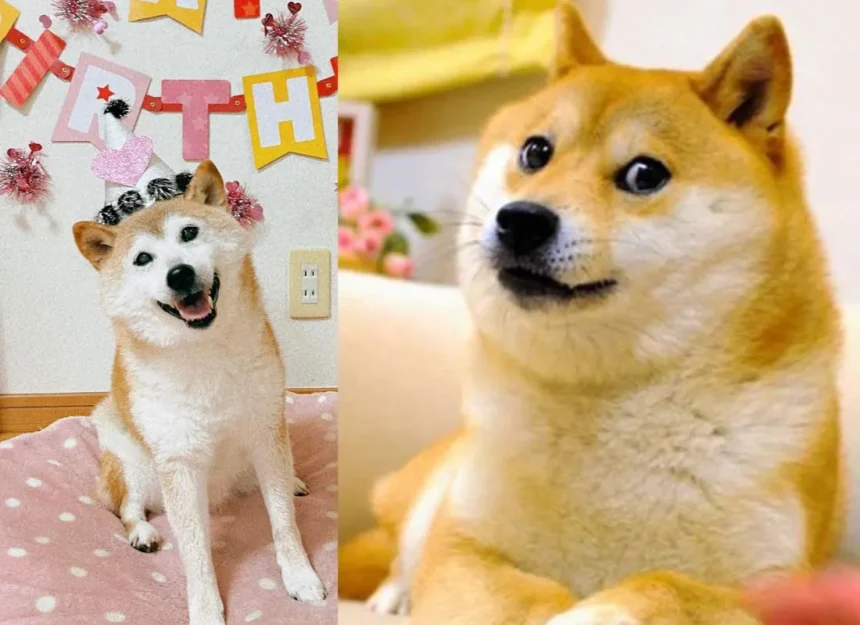 Kabosu, The Iconic Shiba Inu Dog Inspiring Dogecoin, Dies